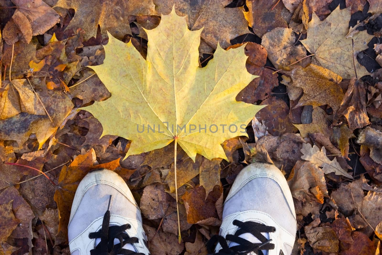 Autumn season in hipster style shoes. falling leaves