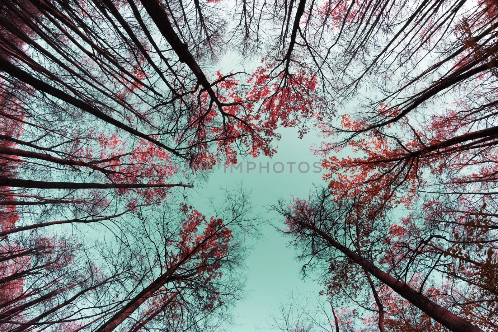 Autumn tree tops by liwei12
