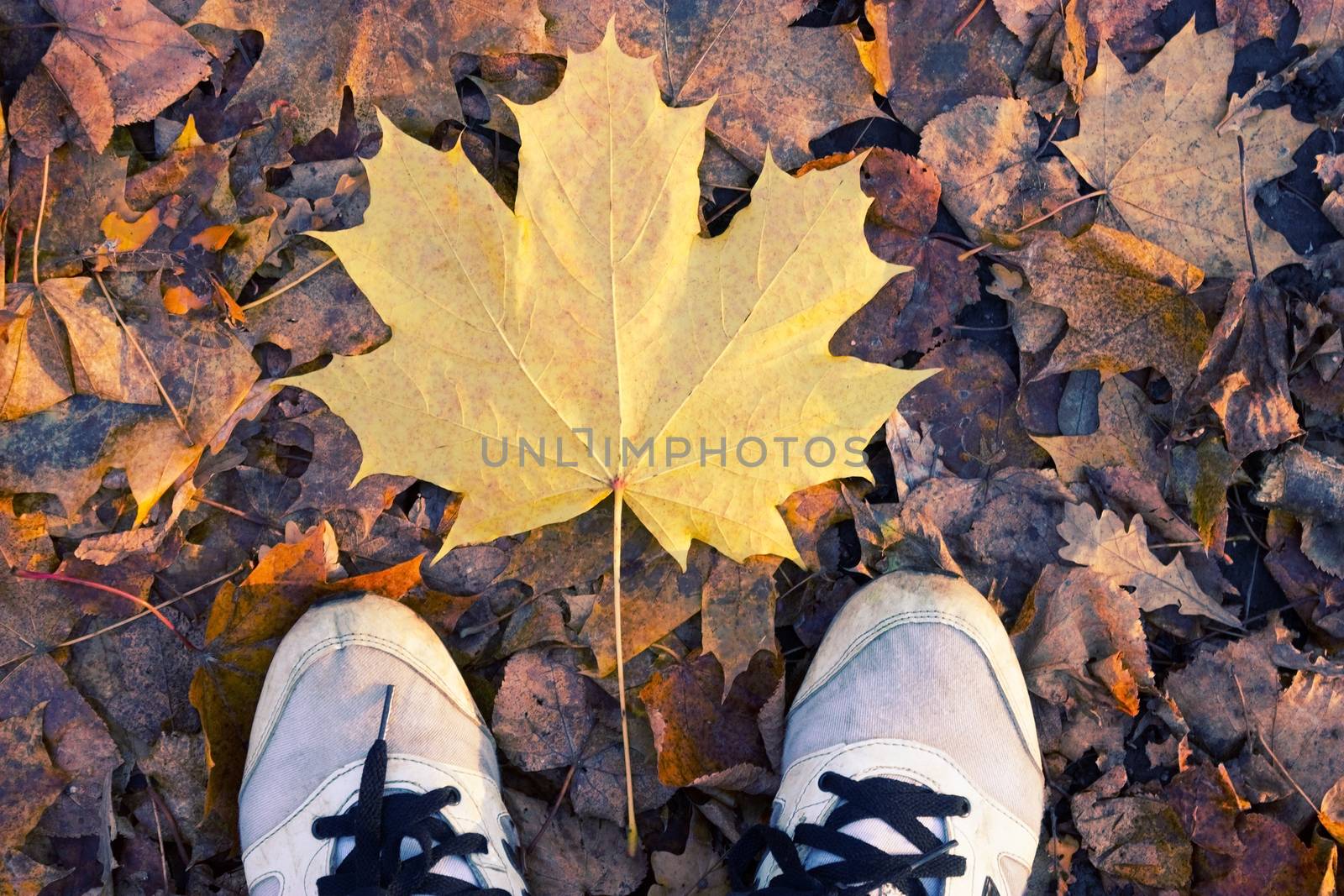 Autumn season in hipster style shoes. falling leaves