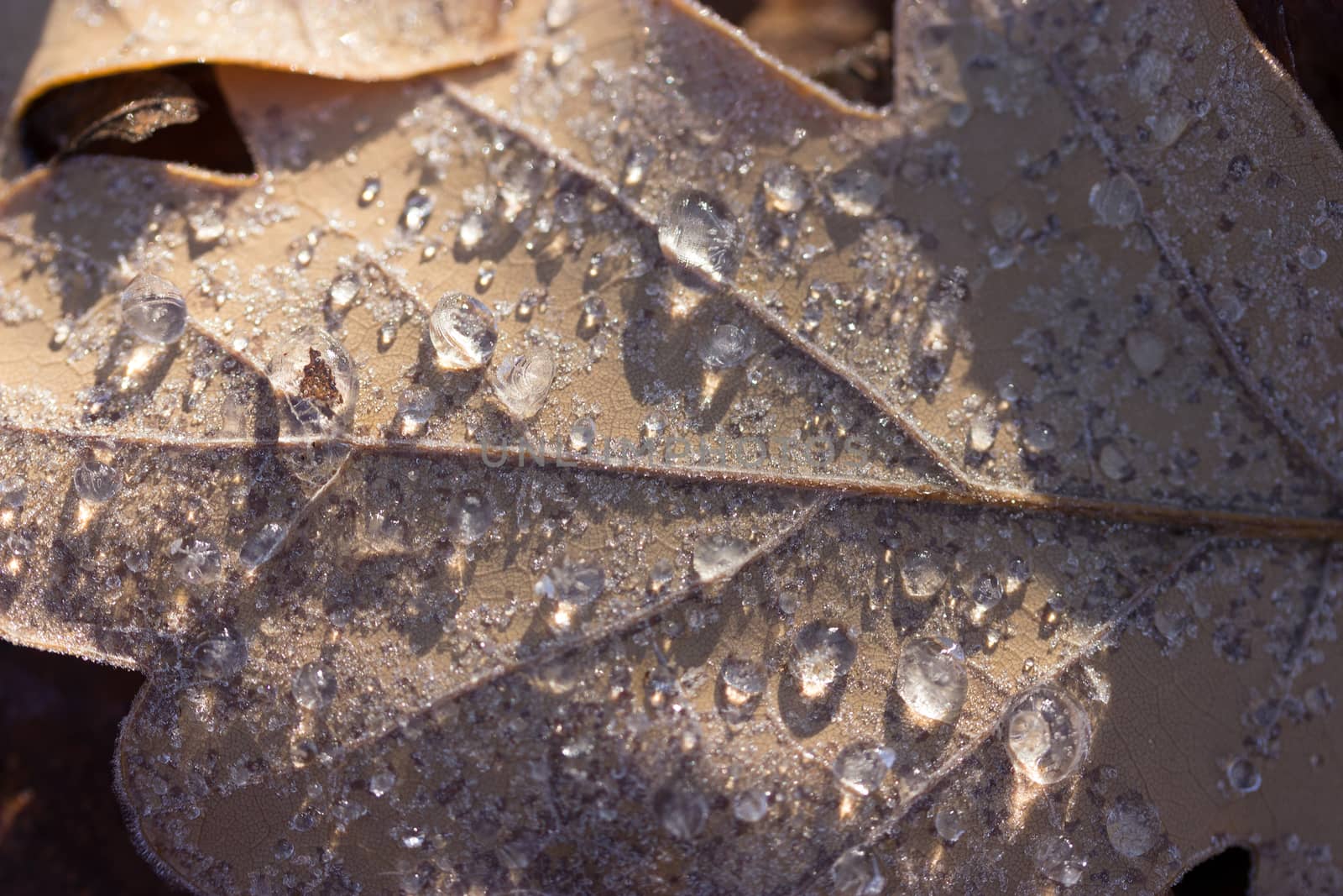 Dry autumn oak leaf with water drops after rain in the forest park
