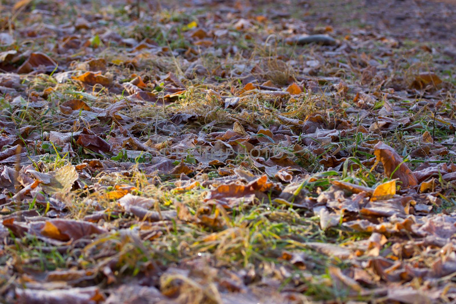 vintage color tone with soft focus of dry leaf on ground