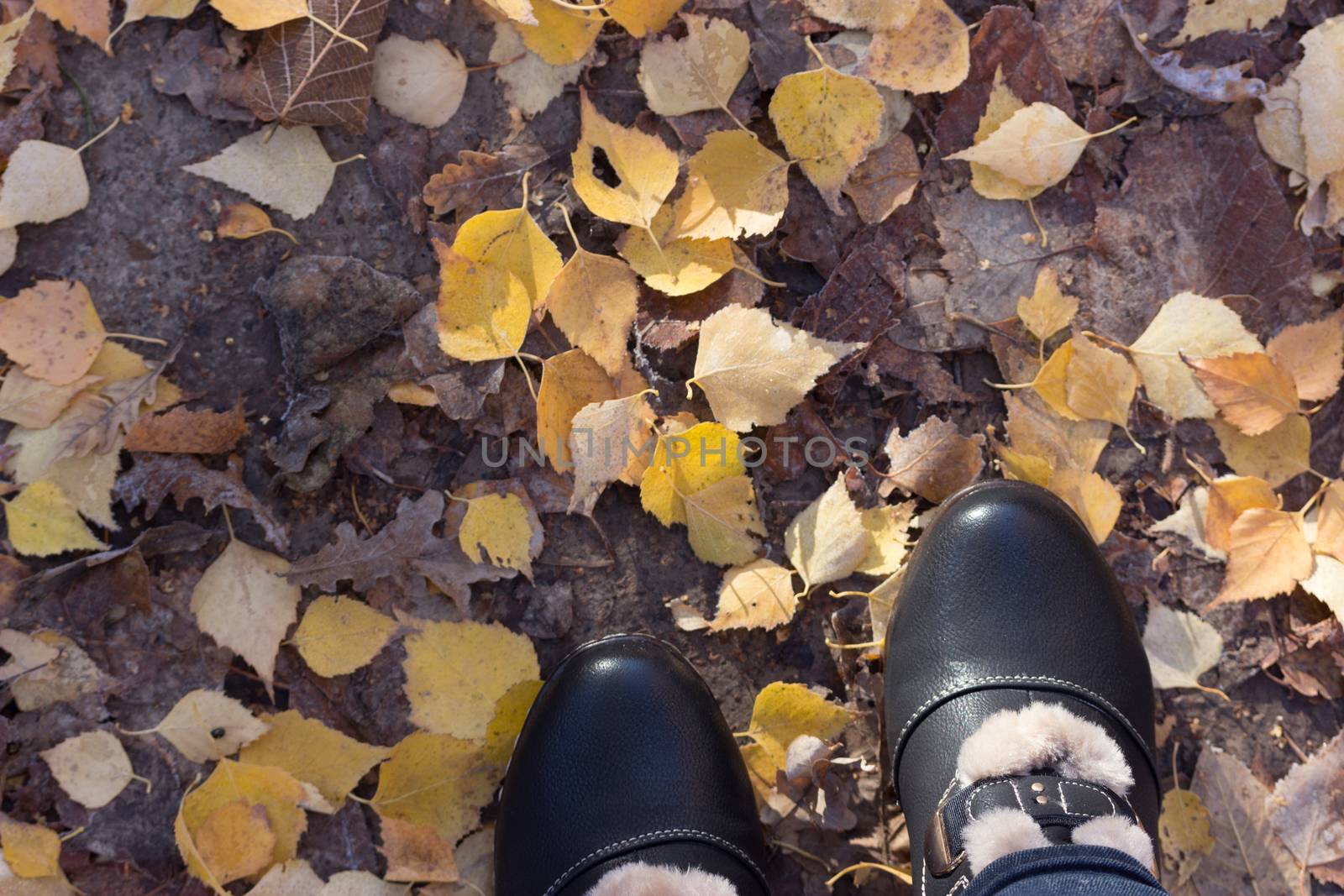 Women's legs in dark shoes standing on a yellow fall leaves to autumn park