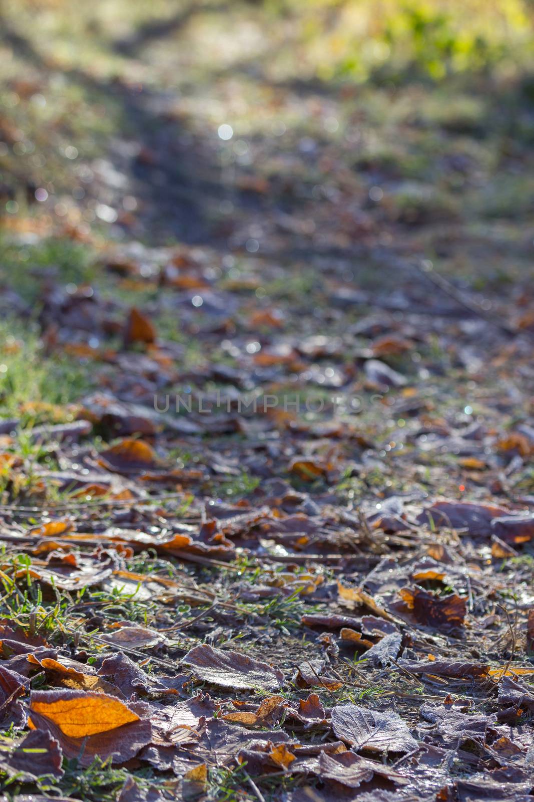 vintage color tone with soft focus of dry leaf on ground