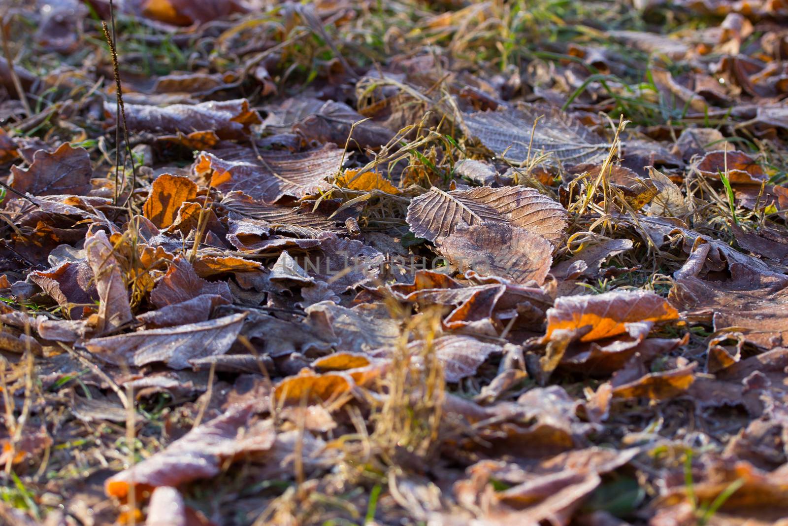 vintage color tone with soft focus of dry leaf on ground