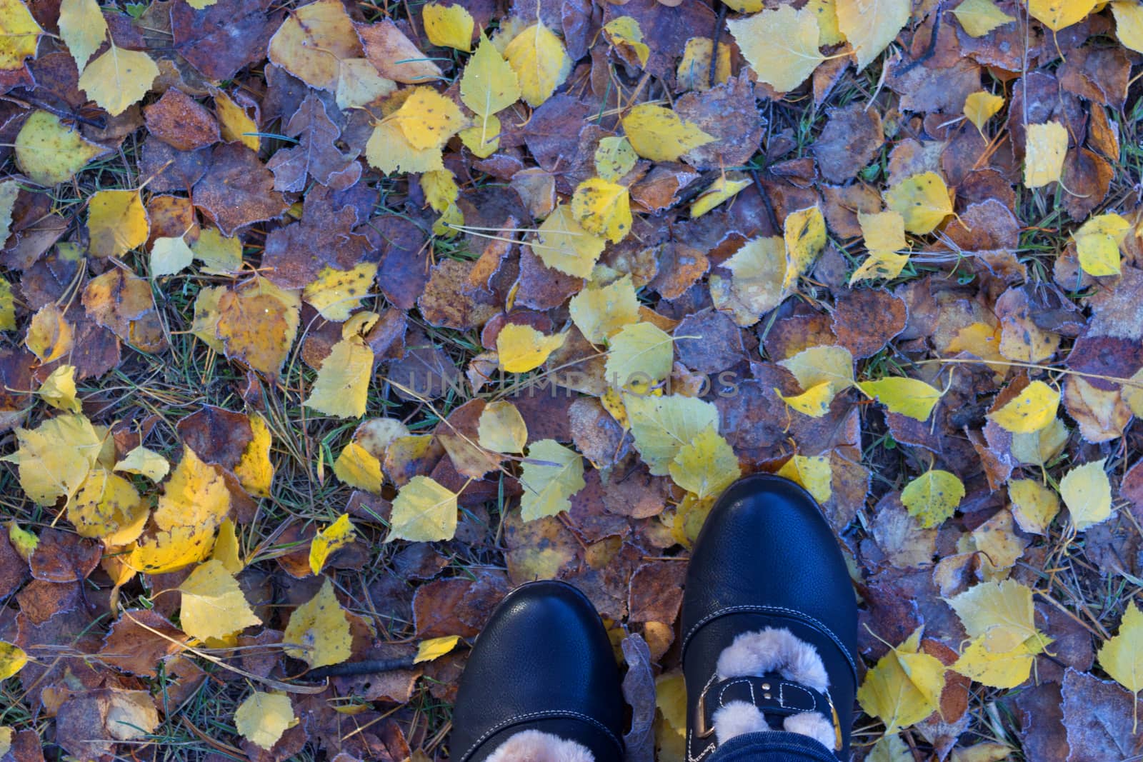 Women's legs in dark shoes standing on a yellow fall leaves to autumn park