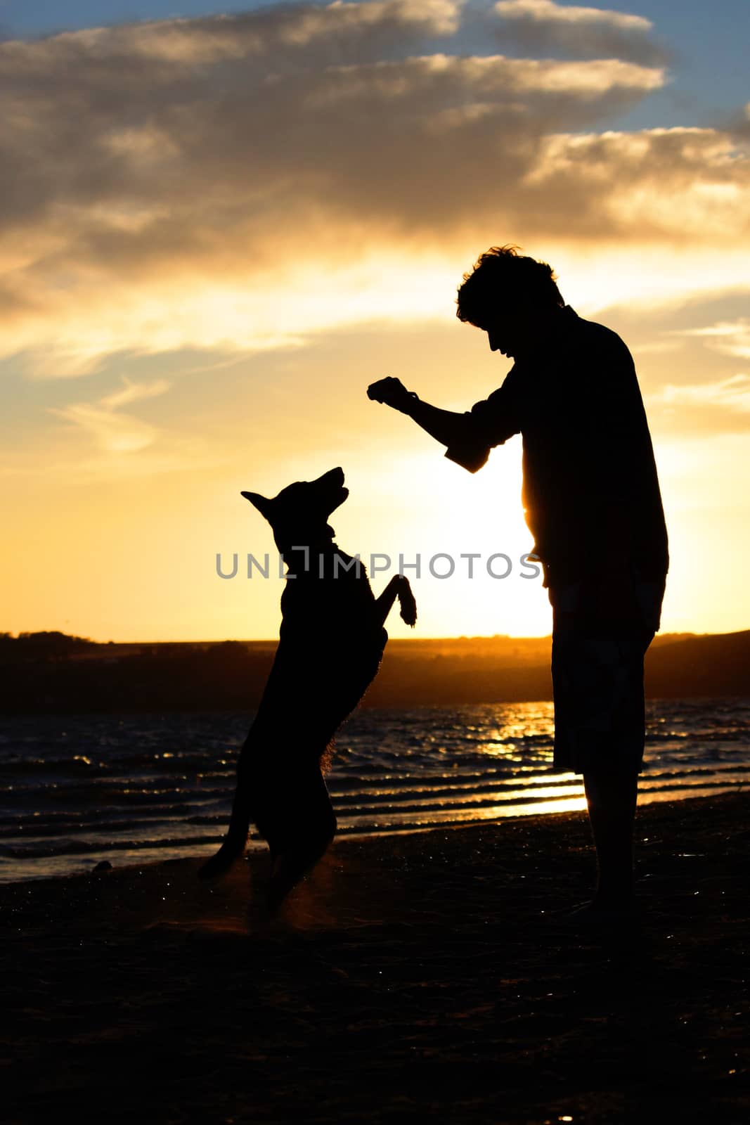 Young man with his dog in nature - back lit