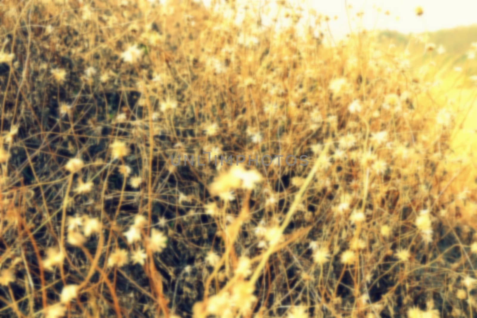 Blurred Grass Flowers Background.
