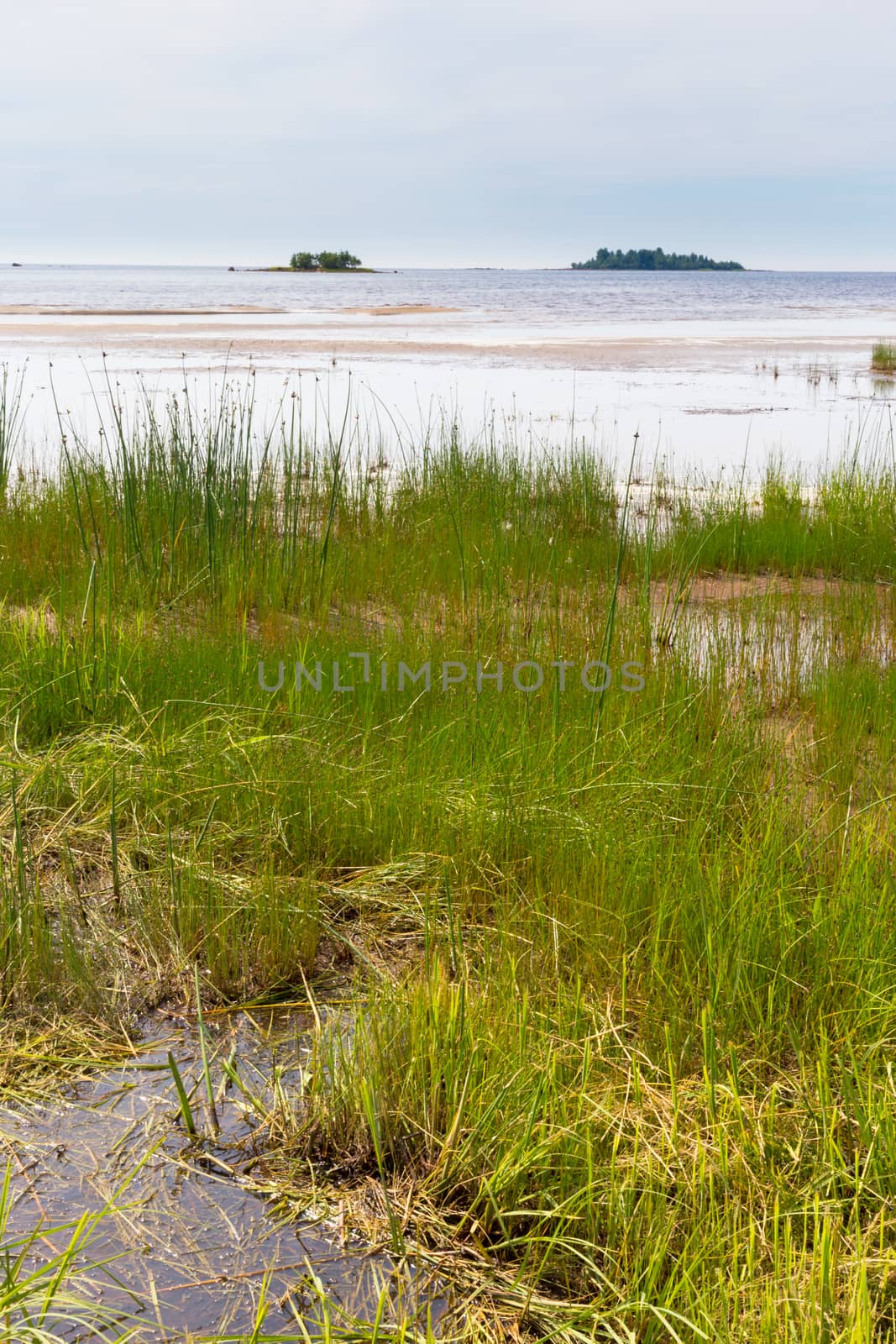 Baltic seaside landscape in summer