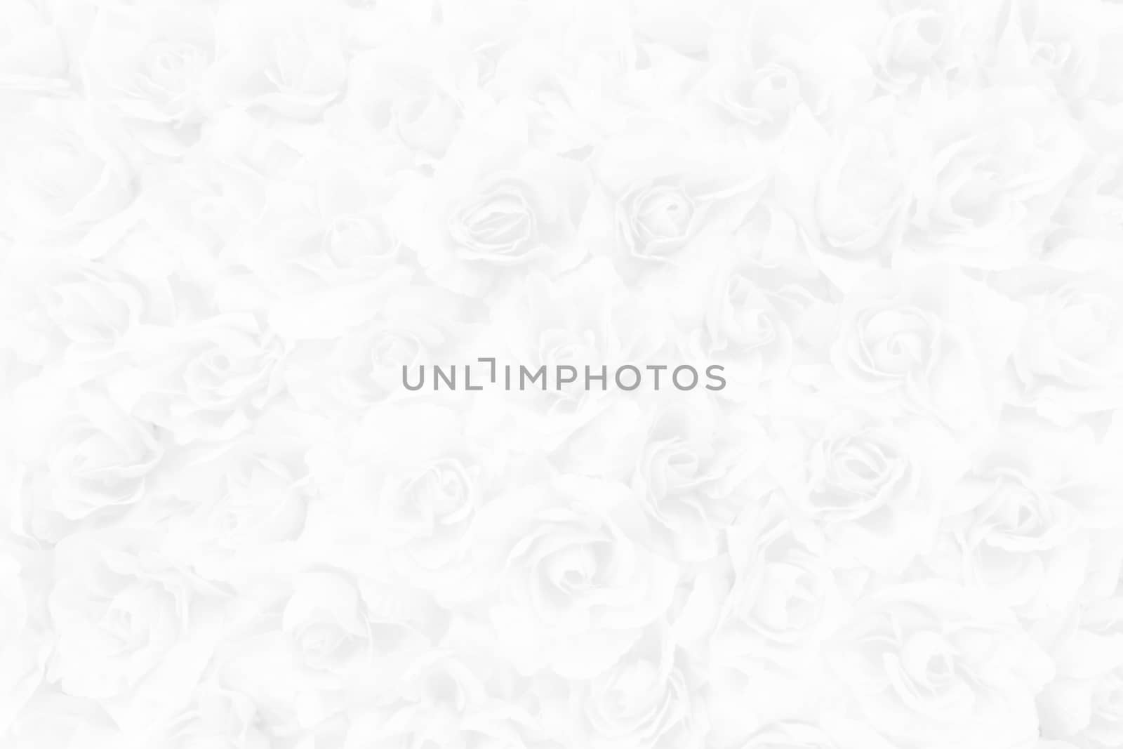 White Rose Background.