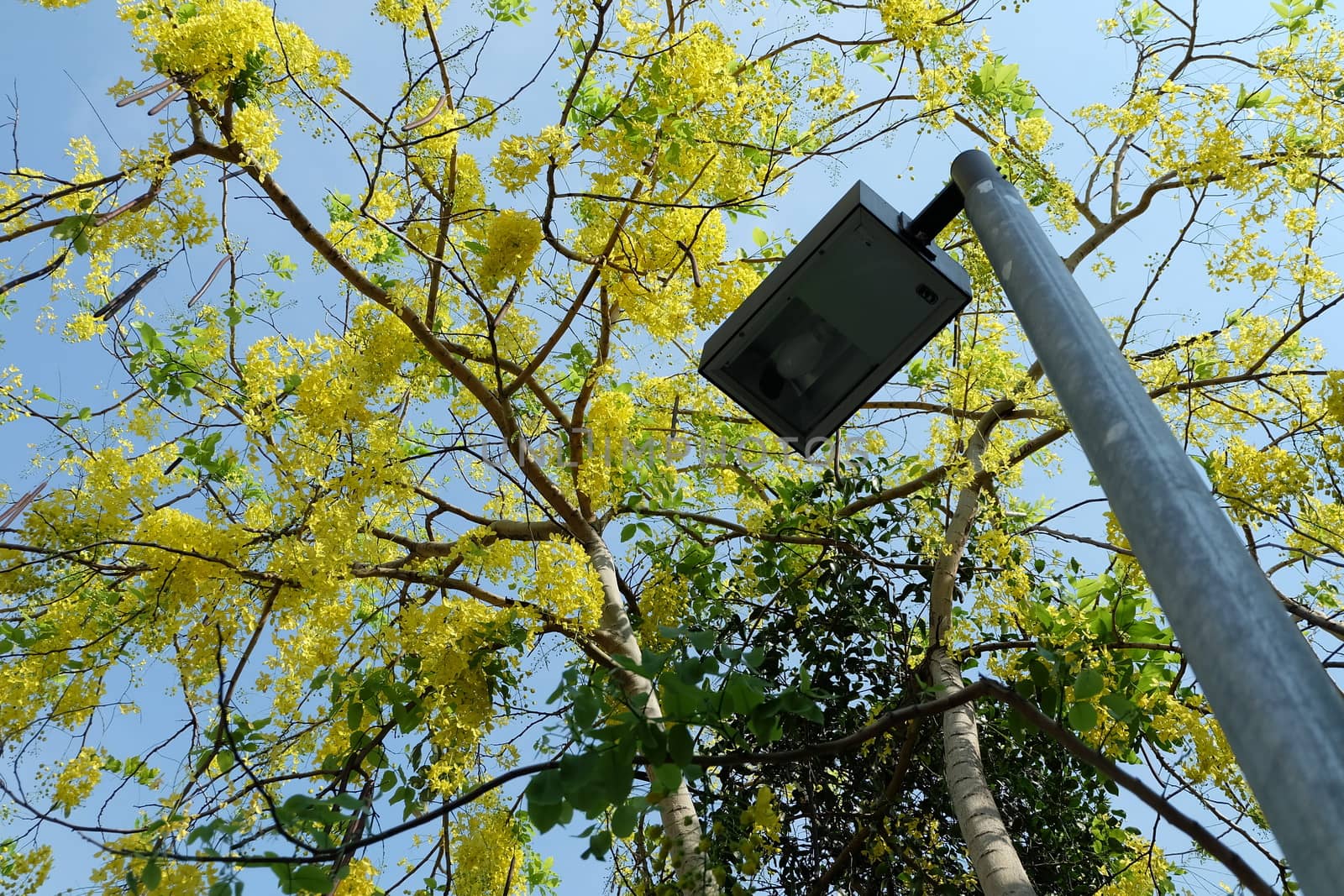 Street Lamp with Golden Shower Flower Tree Background. by mesamong