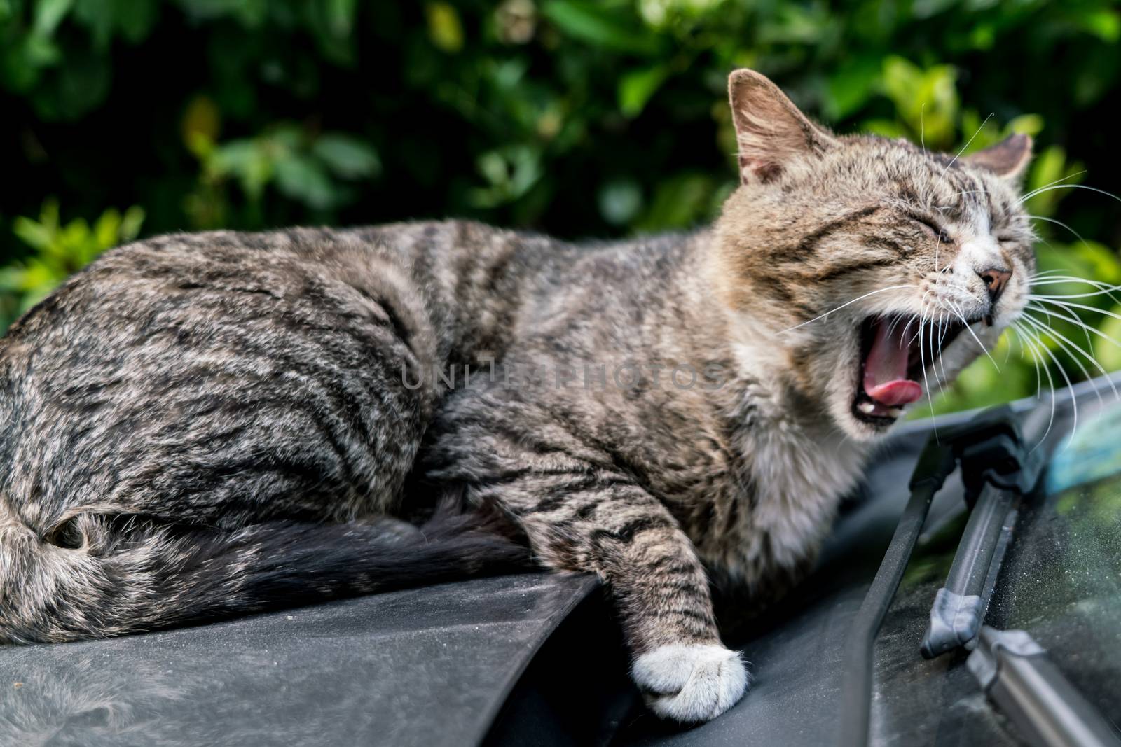 A lazy brown striped cat yawning while laying down on the car windshield