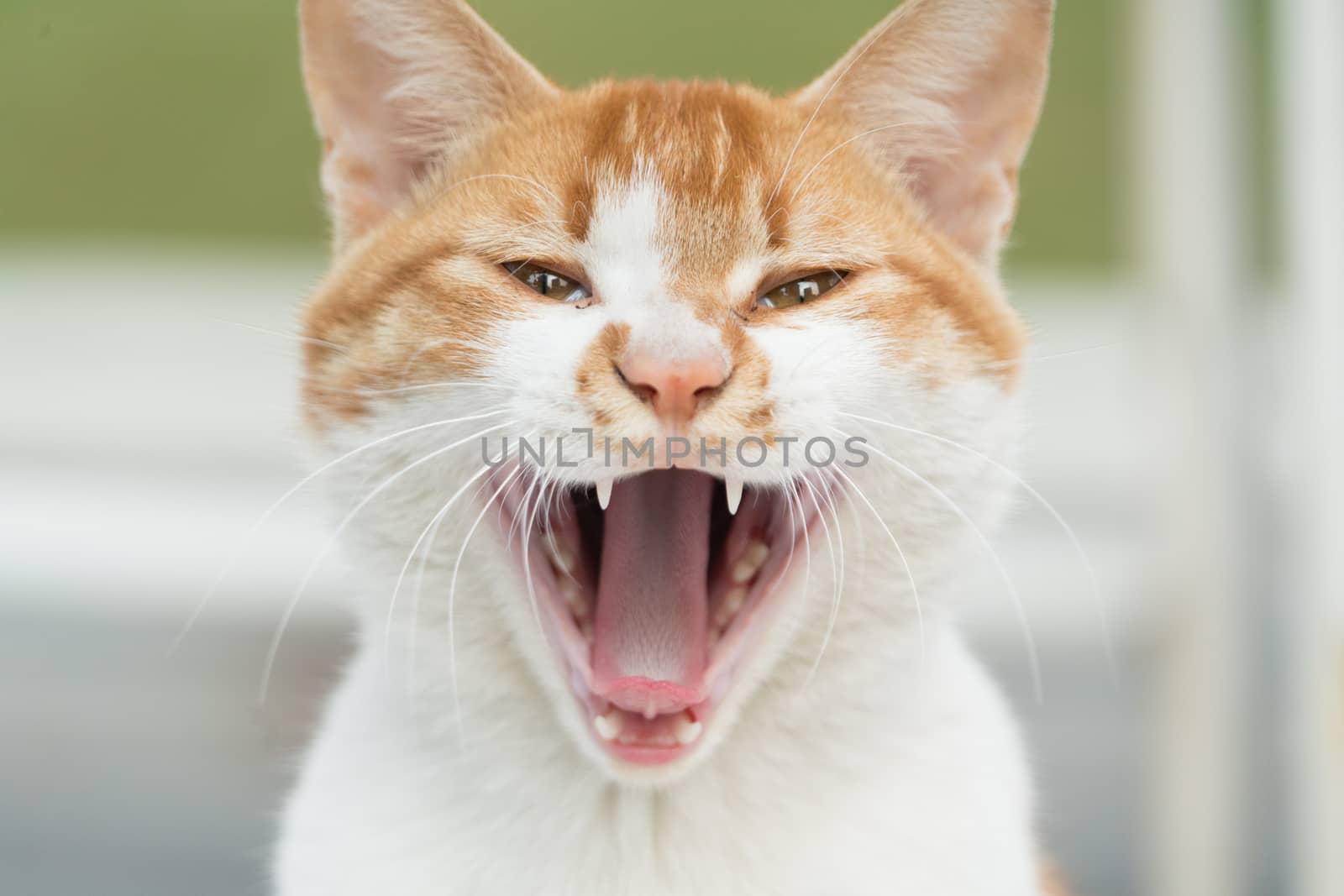 portrait of white-light brown cat screaming isolated on blur bac by psodaz