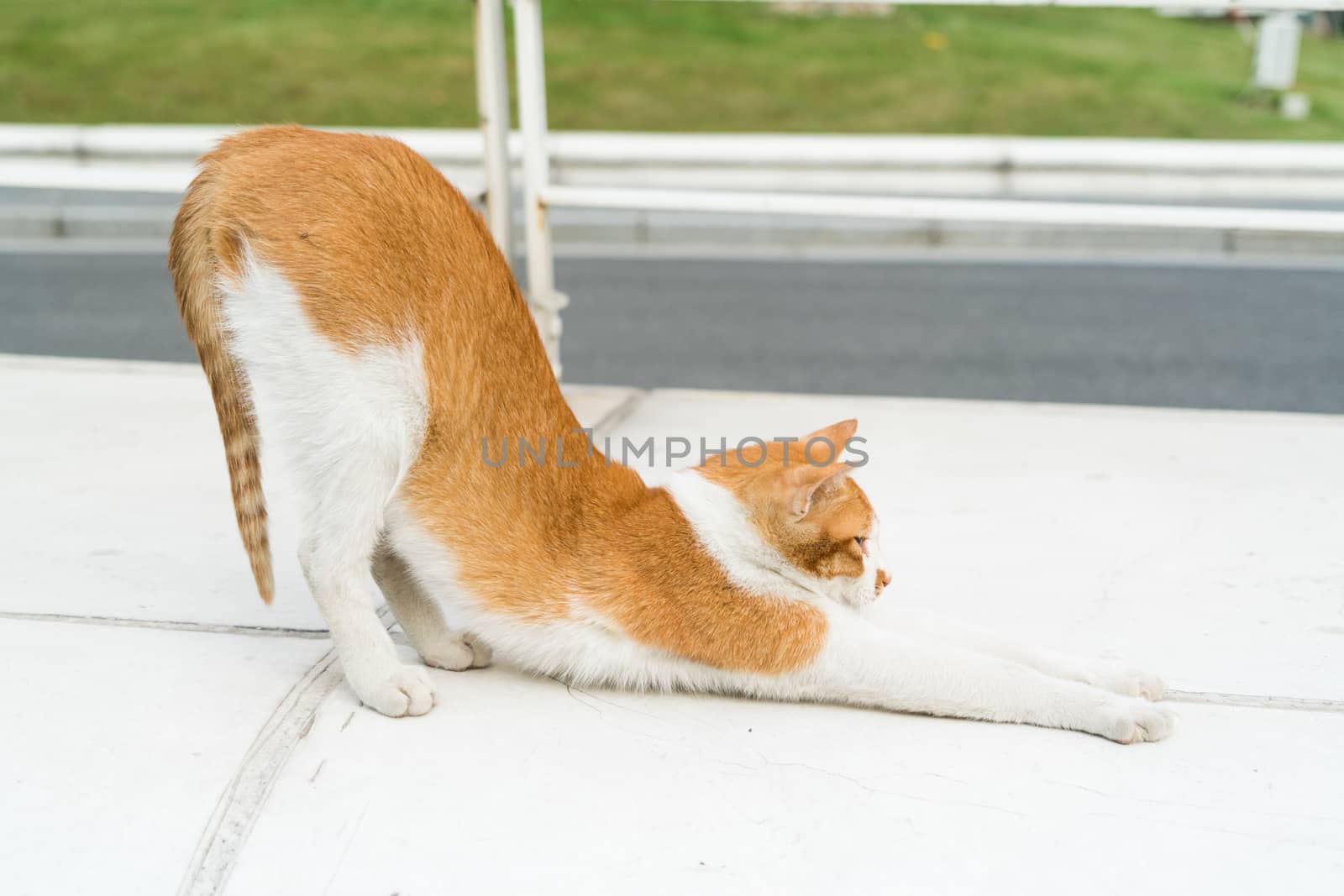 portrait of white-light brown cat yoga isolated