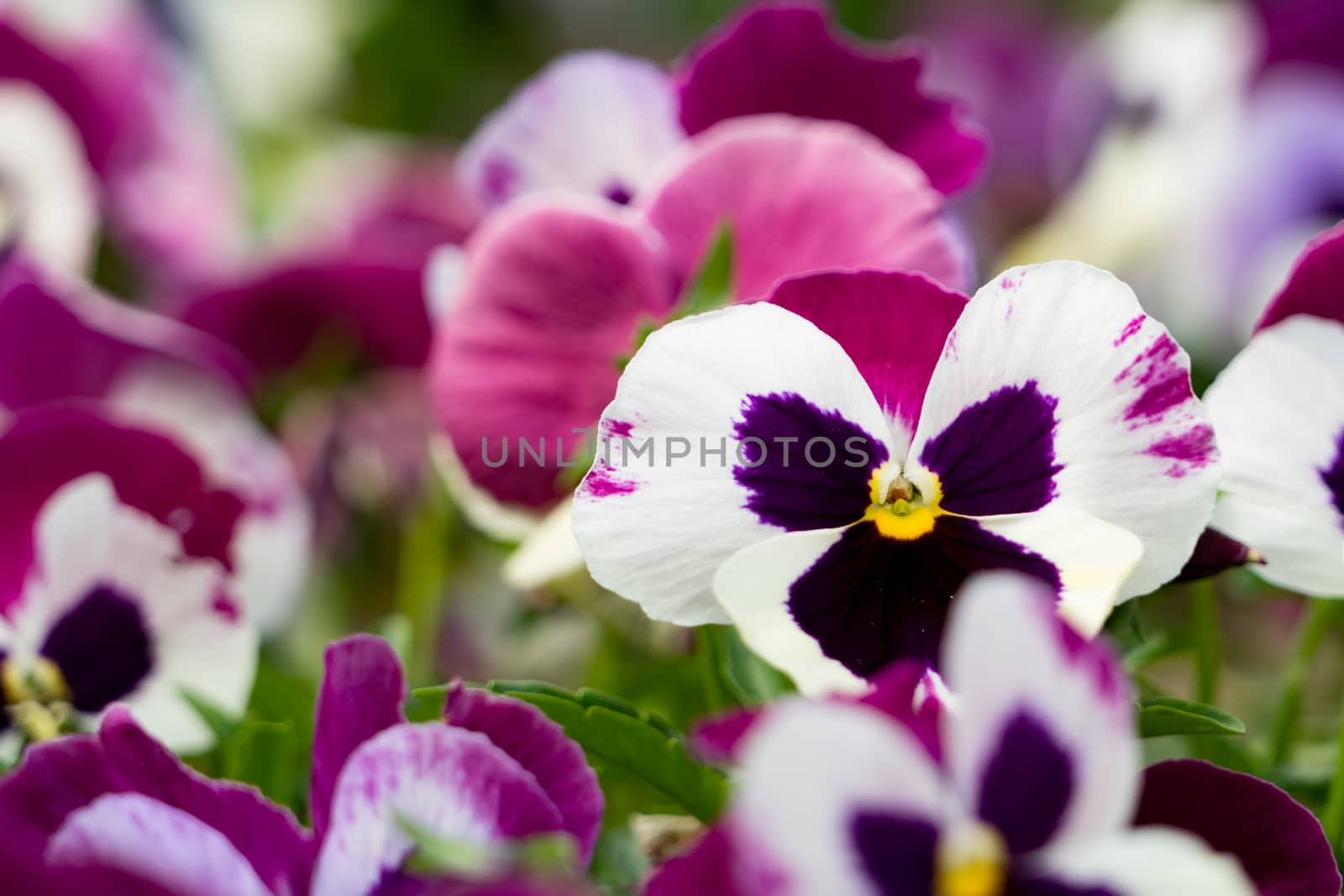 A background of dark pink and white pansies by psodaz