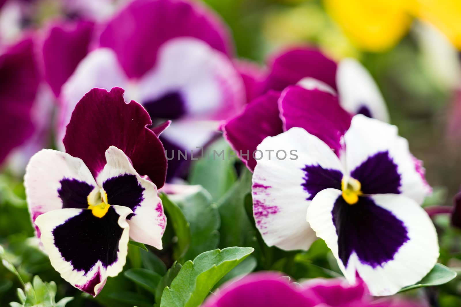 close up of dark pink and white pansies by psodaz