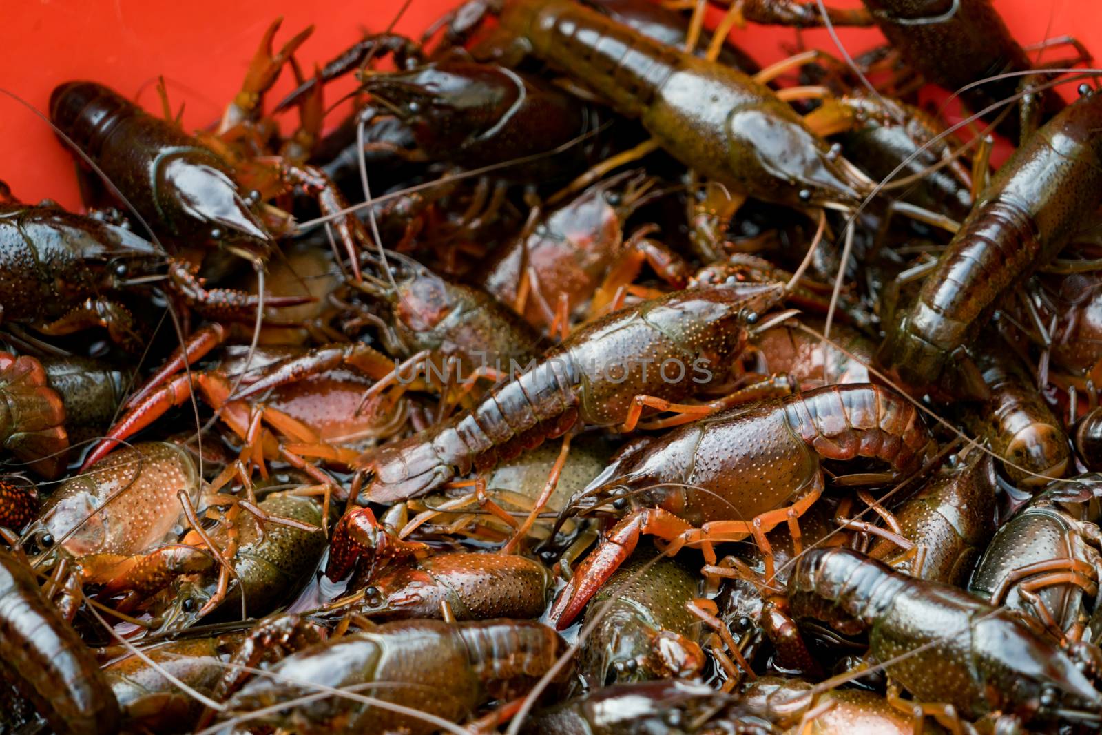 fresh crayfish calming in the red box by psodaz