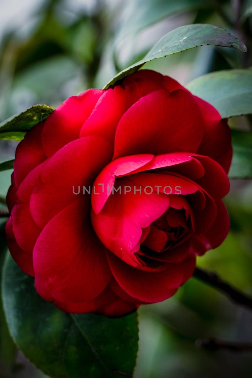 A red rose on the tree in blurred background