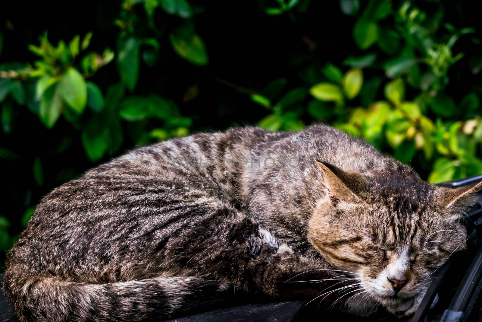 A sweet dream of lazy brown cat