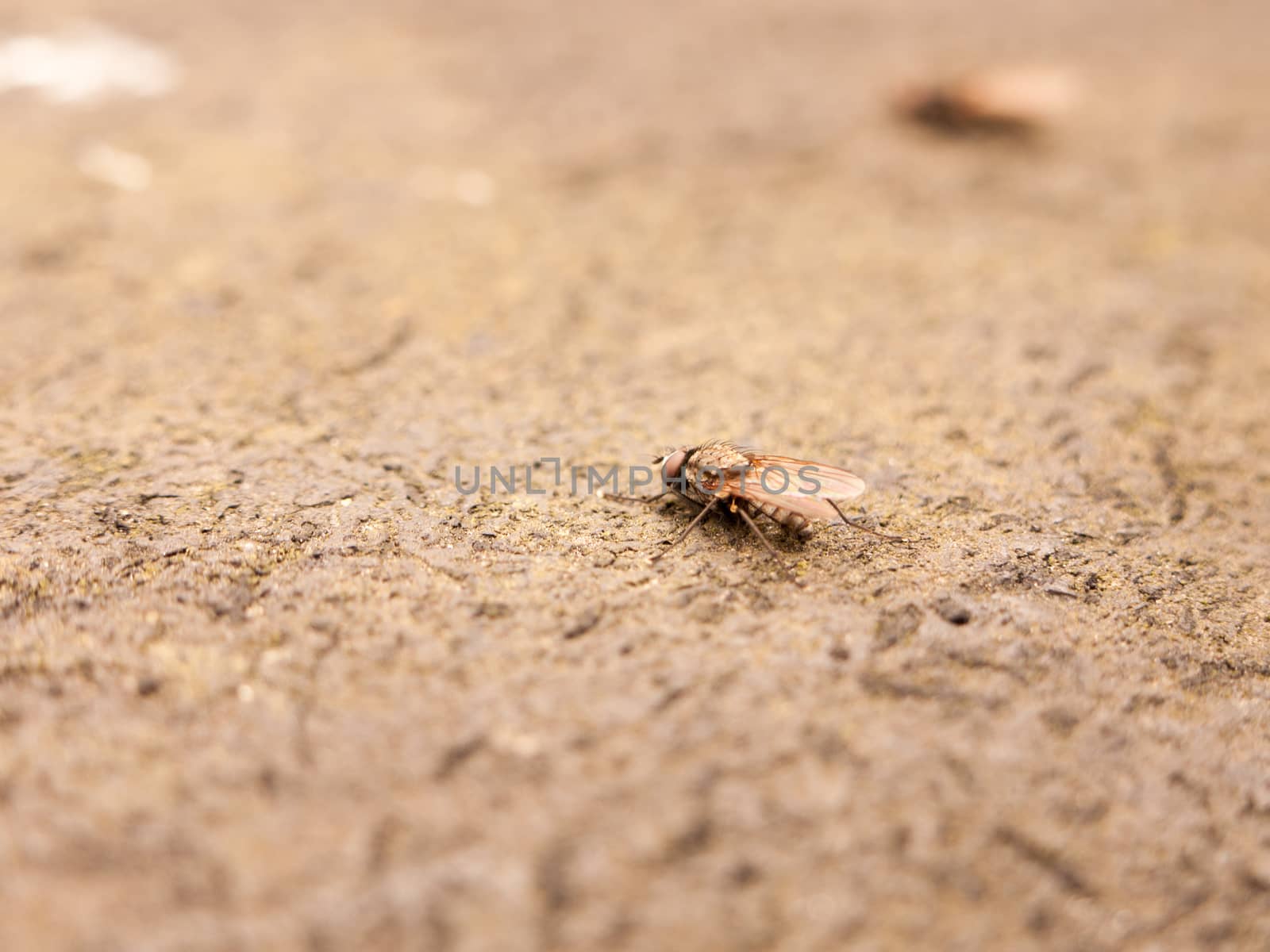 a fly resting on the ground detail and macro close up stunning and scary phobia nice texture