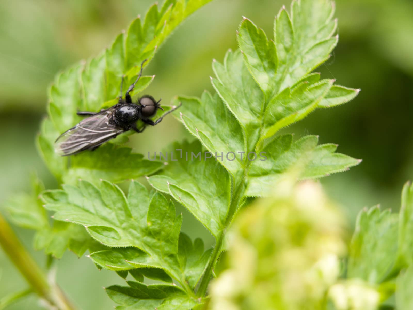 a black fly resting upon some leaves close up in the garden in spring waiting and feeding cleaning itself