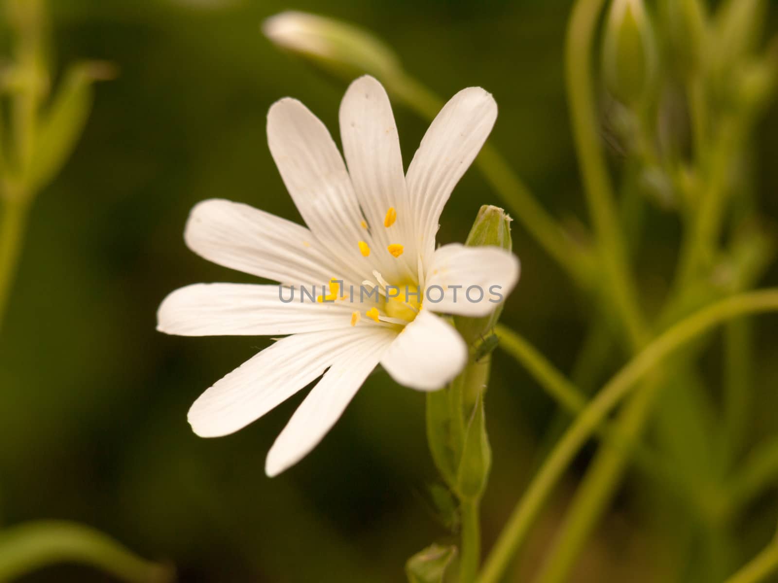 a gorgeous crisp small flower head white with yellow centre macro in forest blur background