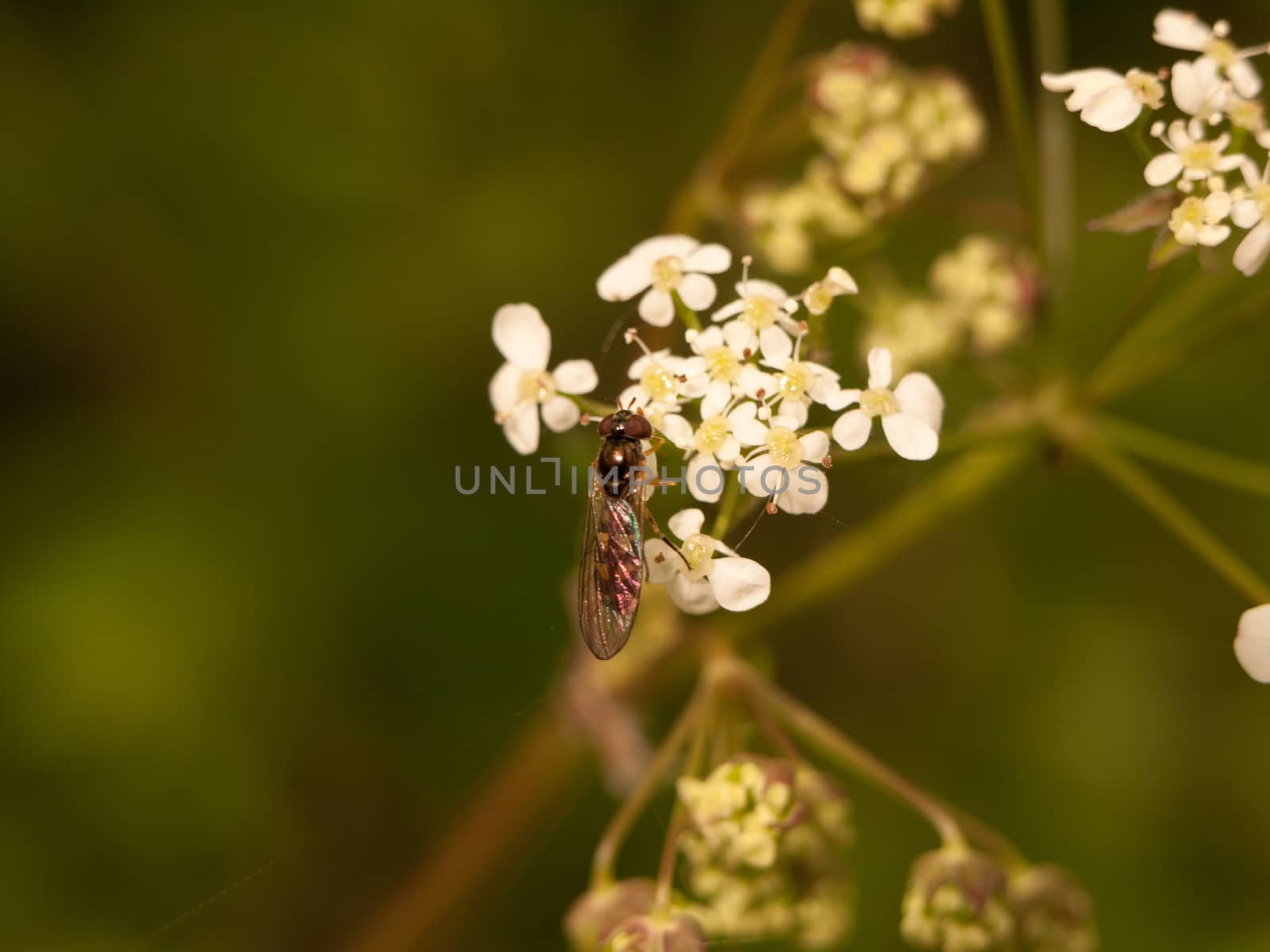 a fly with wings and head and body in close detail macro eating cow parsley flower heads natural in spring light