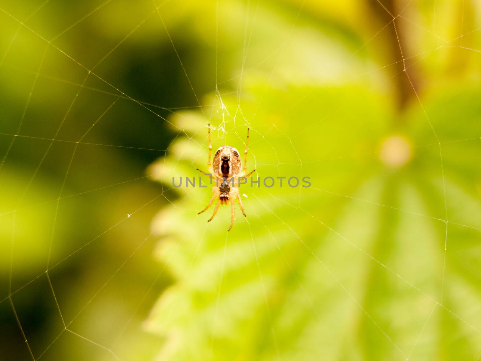 Spider hanging macro on web in forest in field green light of spring isolated