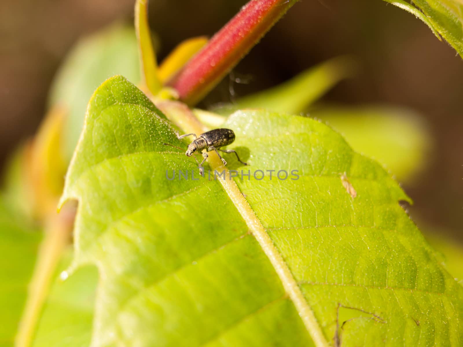 an interesting bug walking along a bright green leaf looking cool and productive searching for food and prey