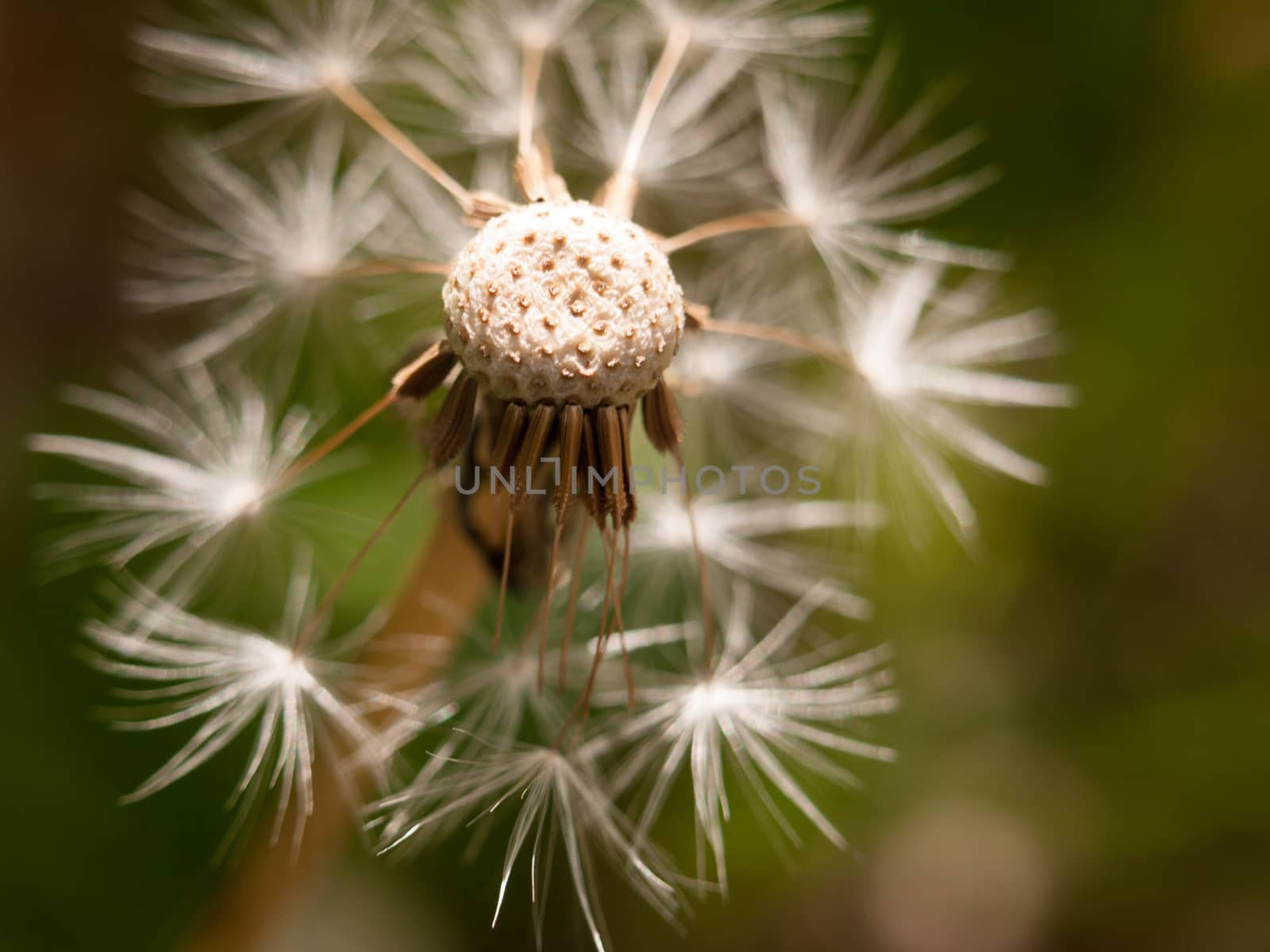 a white dandelion head close up broken bits missing flown off with porous top part in detail with pattern and texture blur background