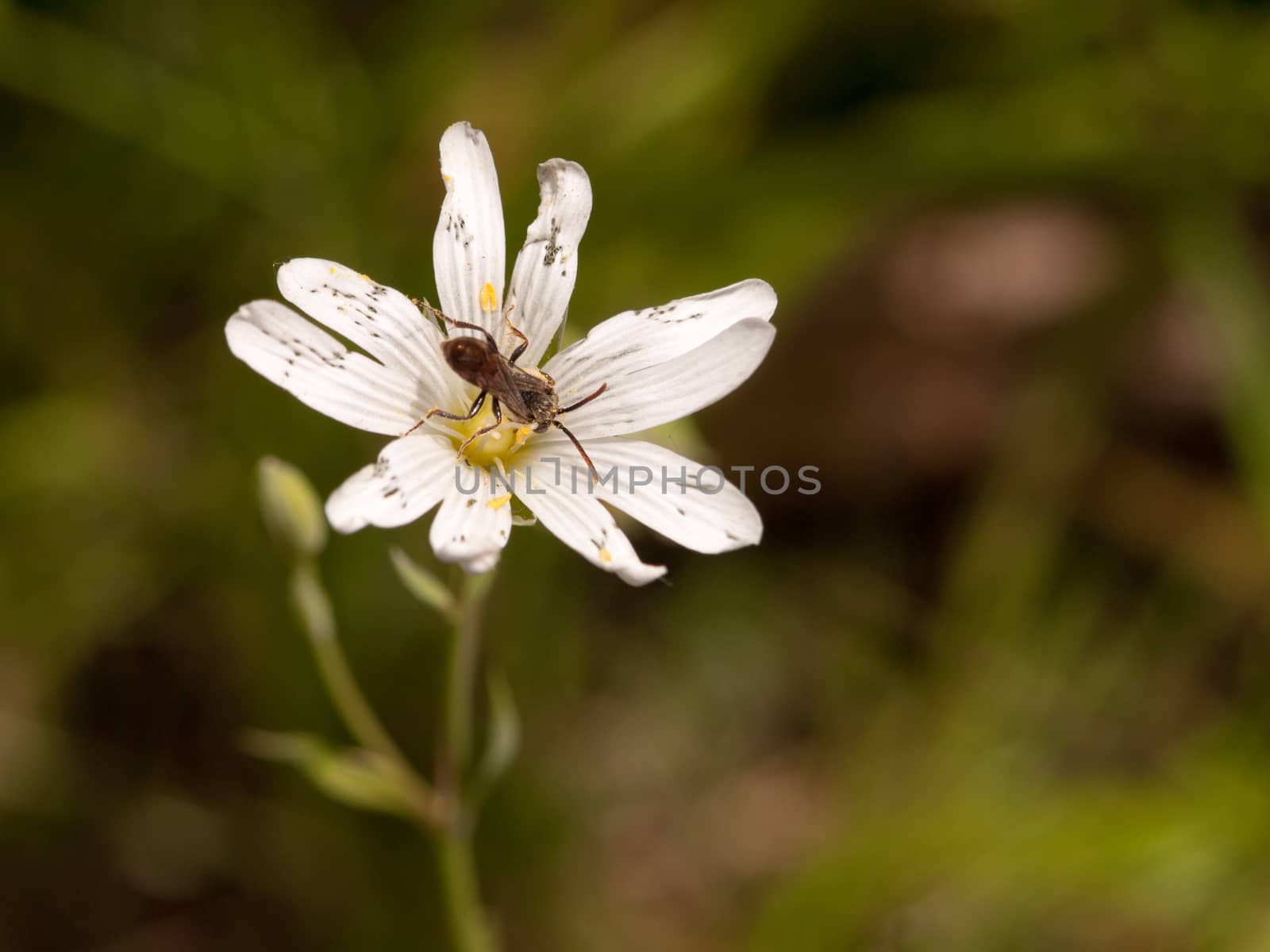 a fly in the centre of a small white flower head outside in the spring light with a macro blur background lush eating and collecting pollen