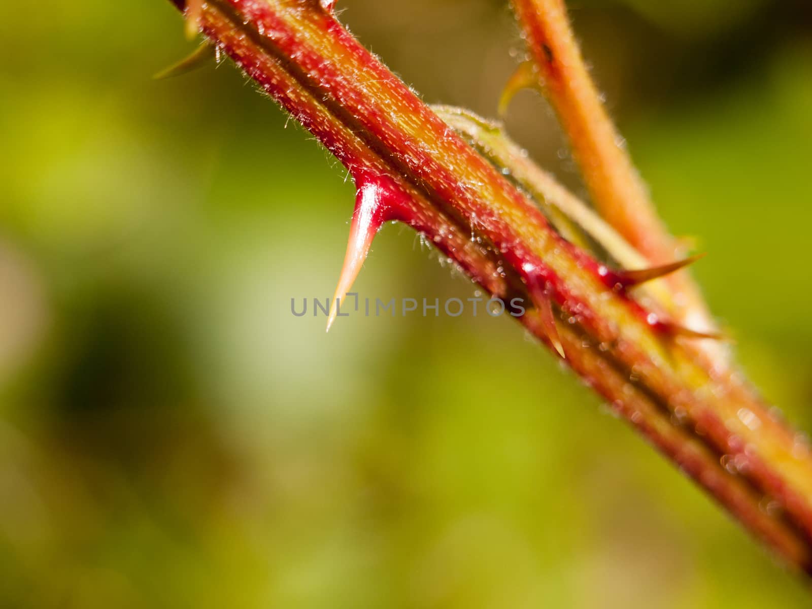 extreme close up on a thorn on a red and hairy branch outside in by callumrc