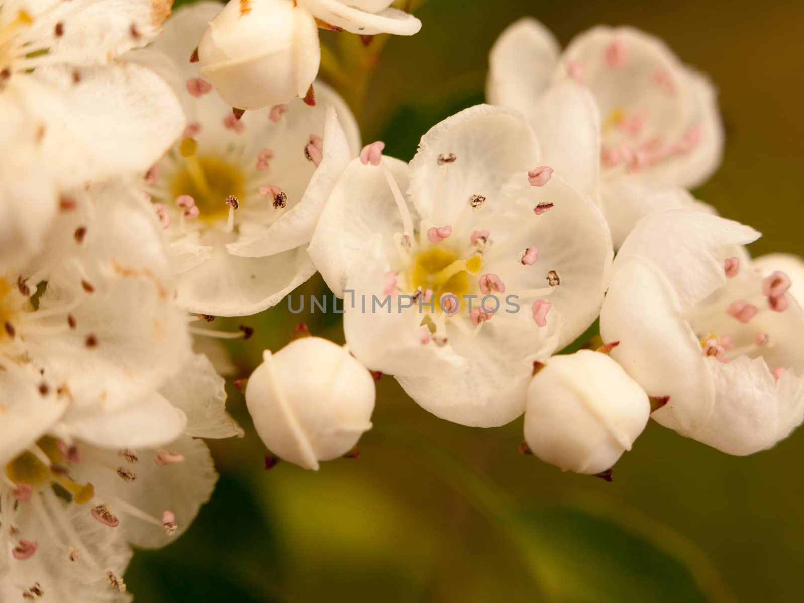 beautiful tree blossom pink and yellow and white close up detail pretty sharp and vibrant