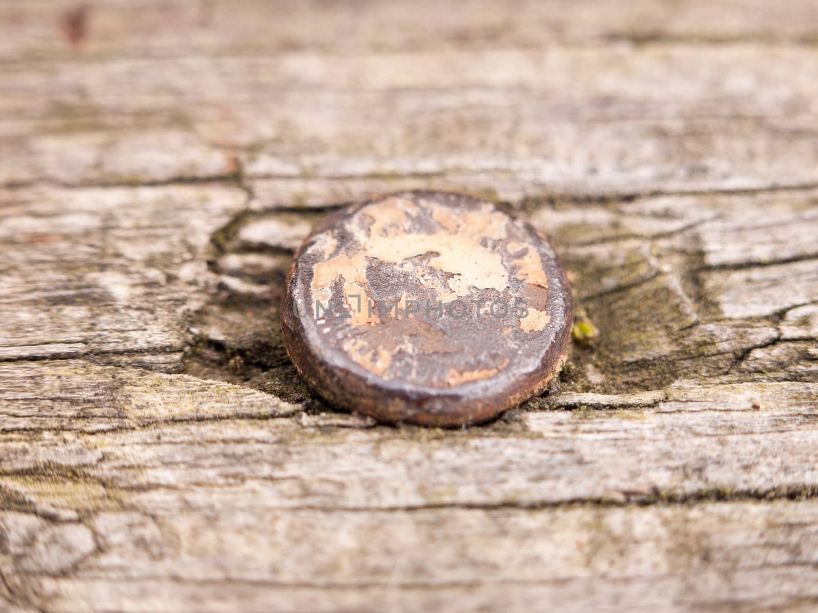 old and rust screwhead close up macro inside decayed wood by callumrc