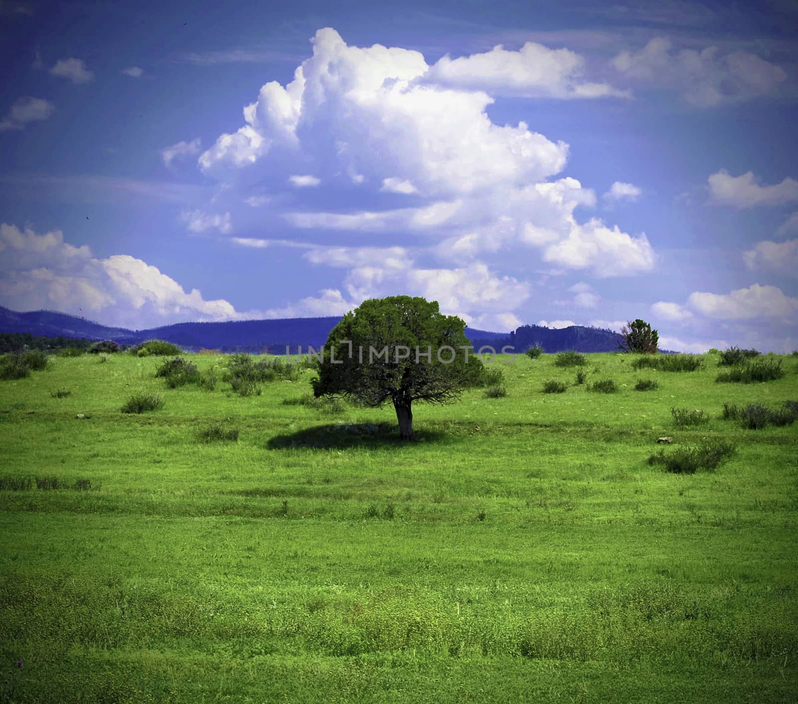 A lonely green tree in an open grassy field under a blue sky with clouds