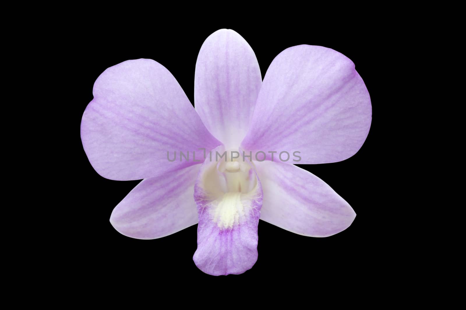 Orchid flower violet color isolated on the black background. objects with clipping paths