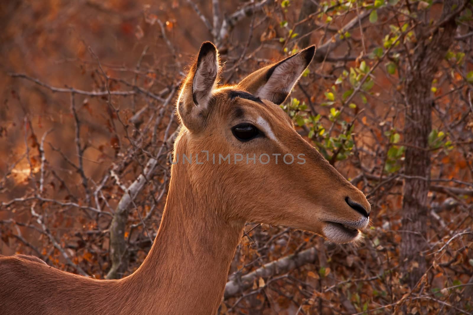 Impala (Aepyceros melampus) photographed in Kruger National Park, South Africa.