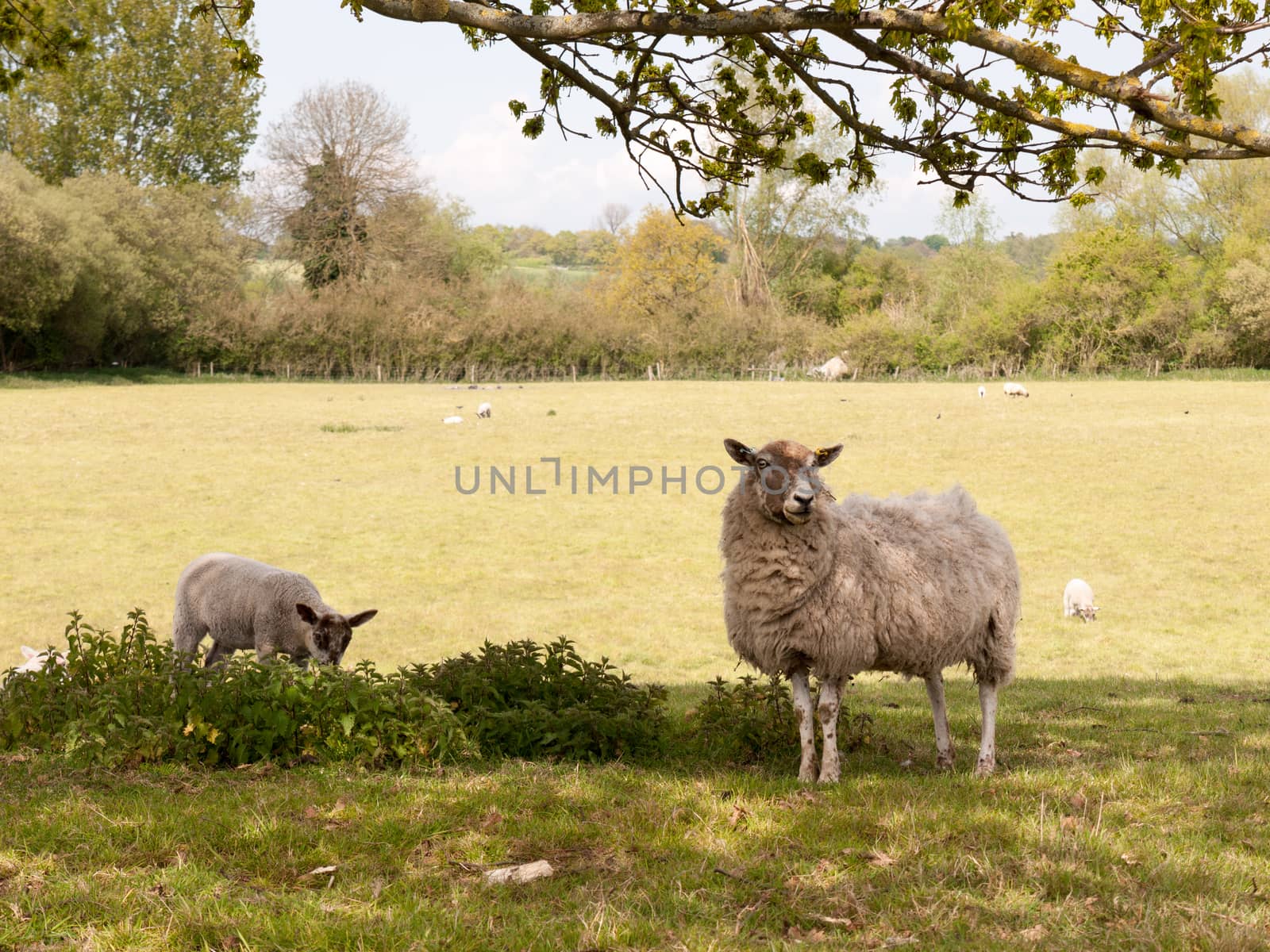 two sheep, mother and lamb, in a field under a tree looking cute by callumrc