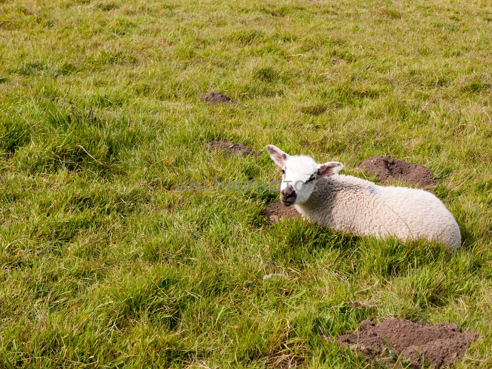 a lamb resting on the floor and looking up at the camera in spring cute