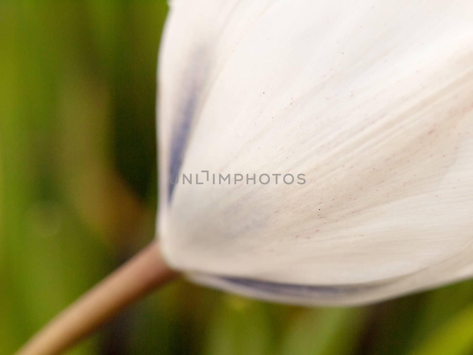 a close up of the texture of a white flower head rose