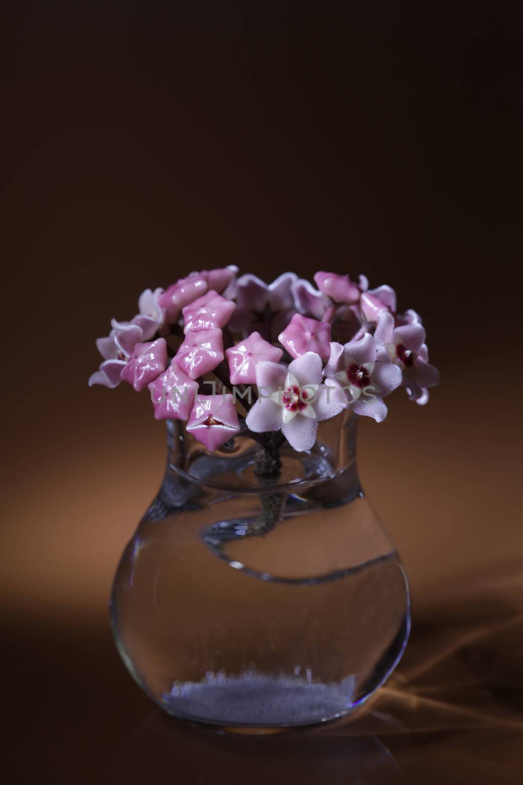 Hoya flowers inflorescence macro shot by mrivserg