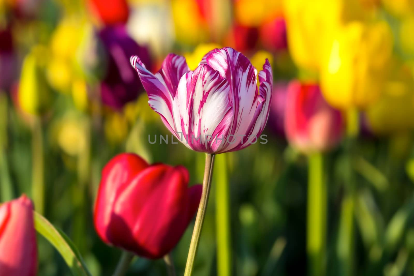 White Tulip Flower with Pink Stripes by Davidgn