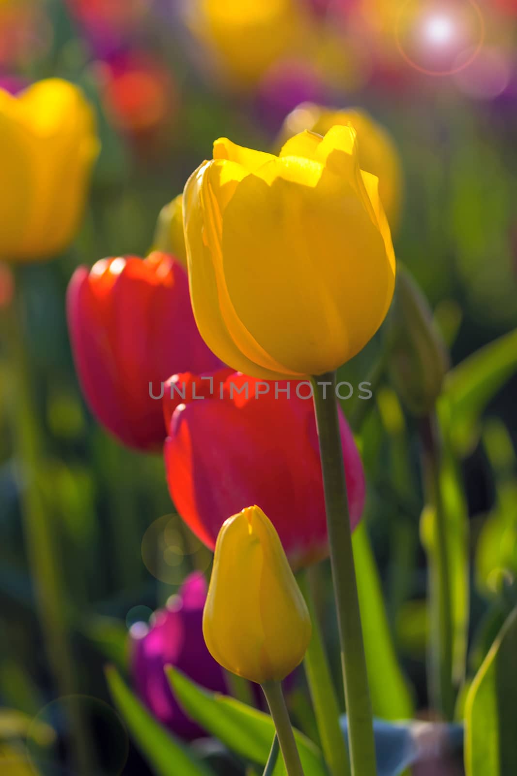 Red and Yellow Color Tulip flowers blooming in Spring Season closeup with blurred defocused bokeh tulip field background