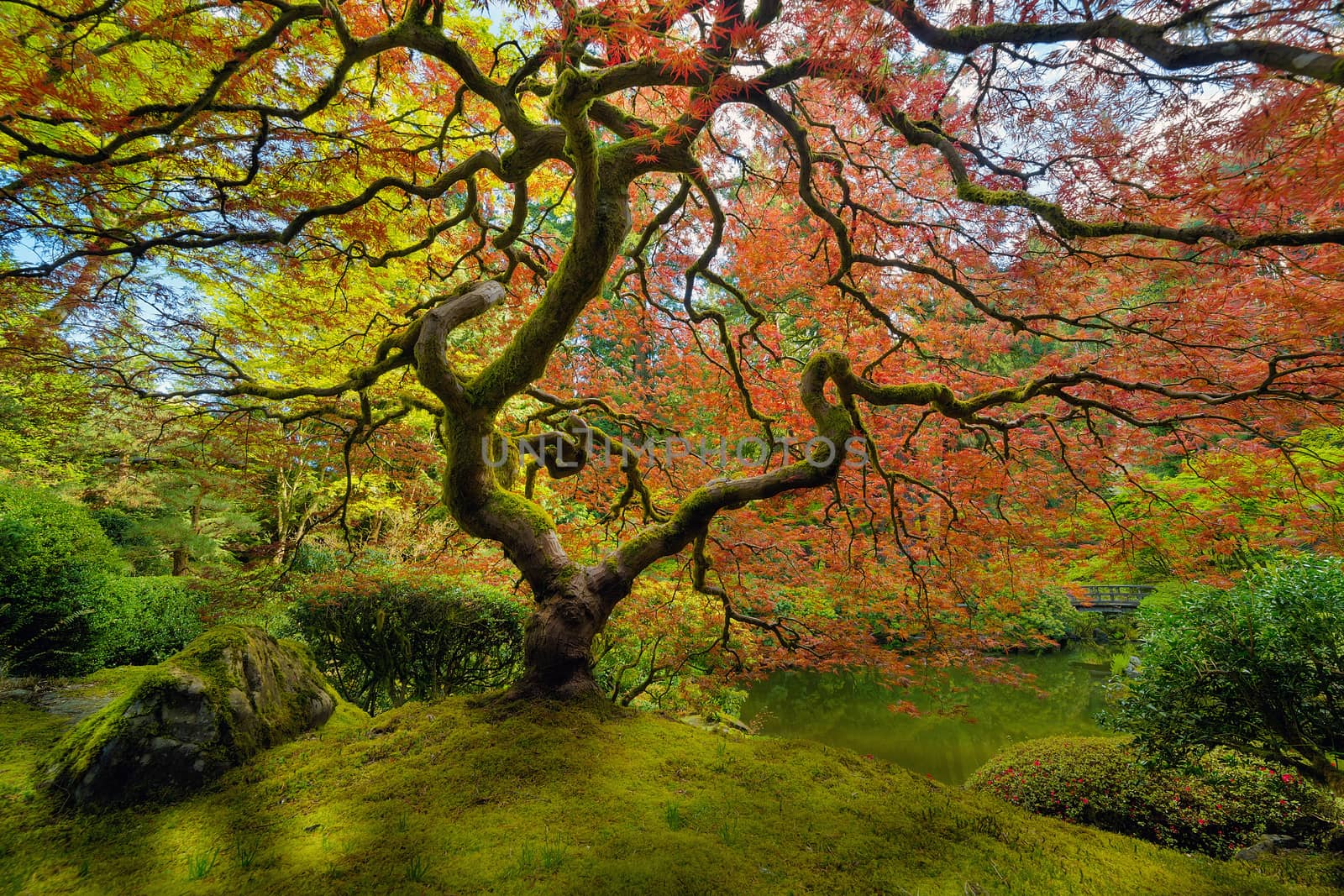 The red Japanese Maple tree at Portland Japanese Garden in spring