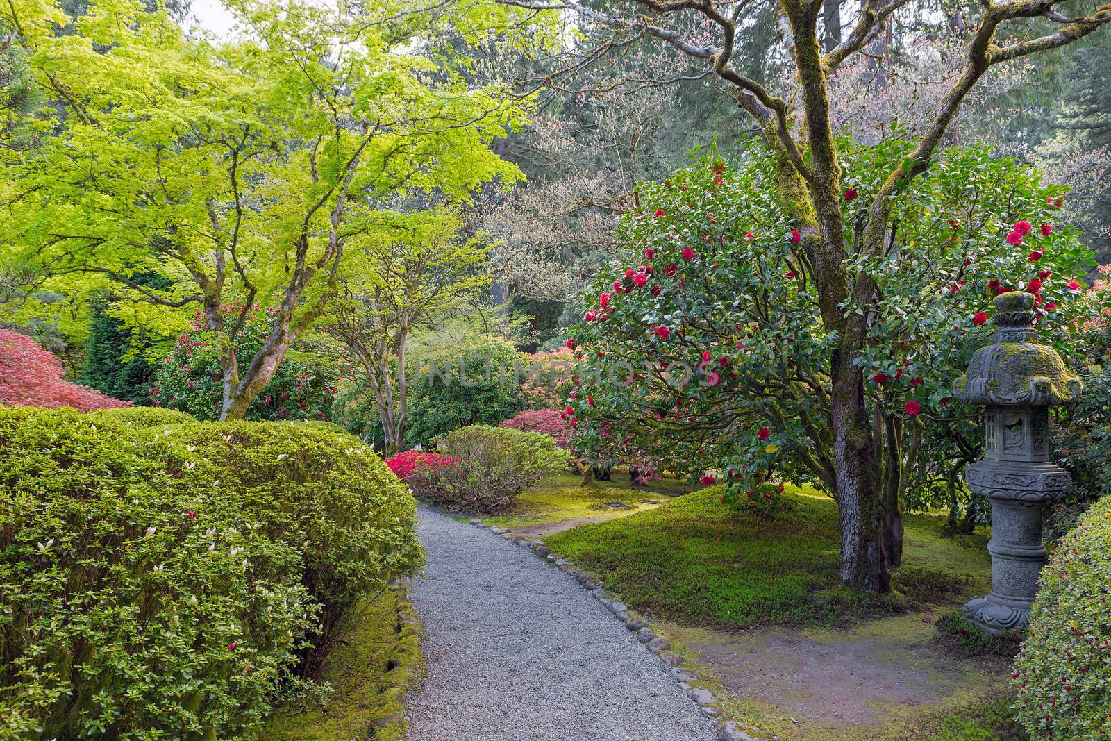 Path in Portland Japanese Garden with manicured plants shrubs trees and stone lantern in springtime