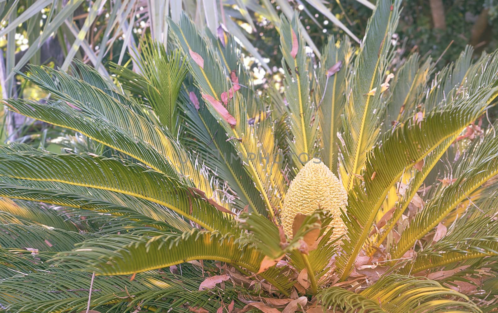 Close up of Australian natural cycad native plant