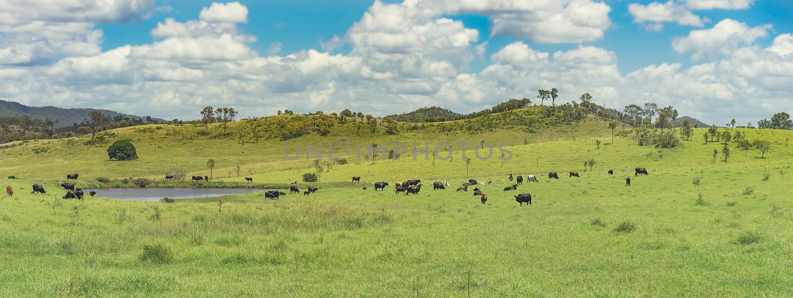 Panoramic Australian Rural Landscape by sherj