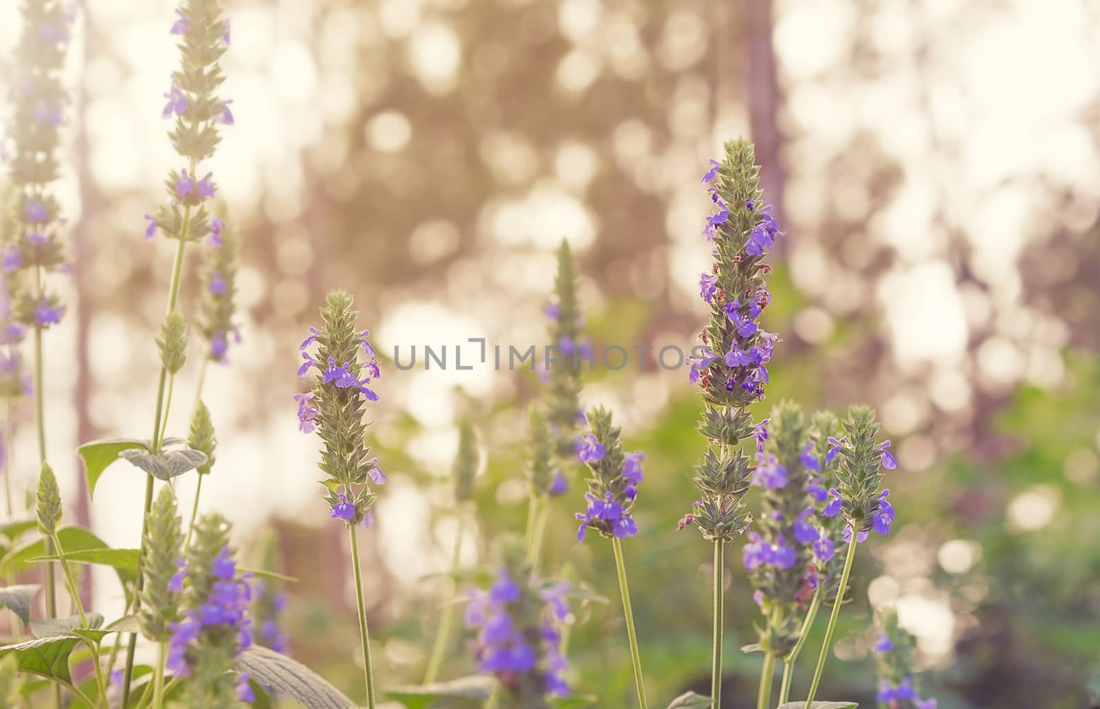 Salvia Chia foliage and purple flowers by sherj