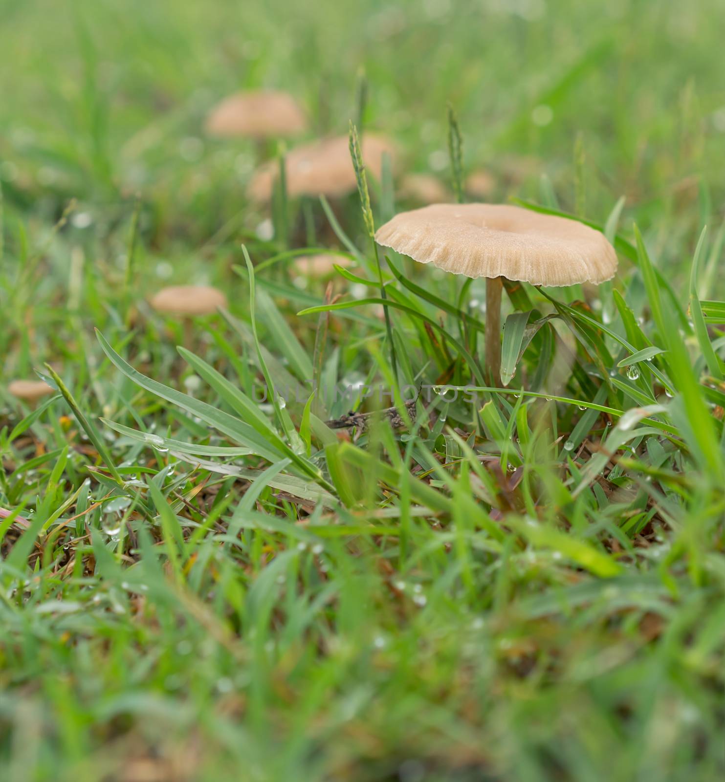 Tiny living mushrooms and raindrops in wet green grass after rainy weather