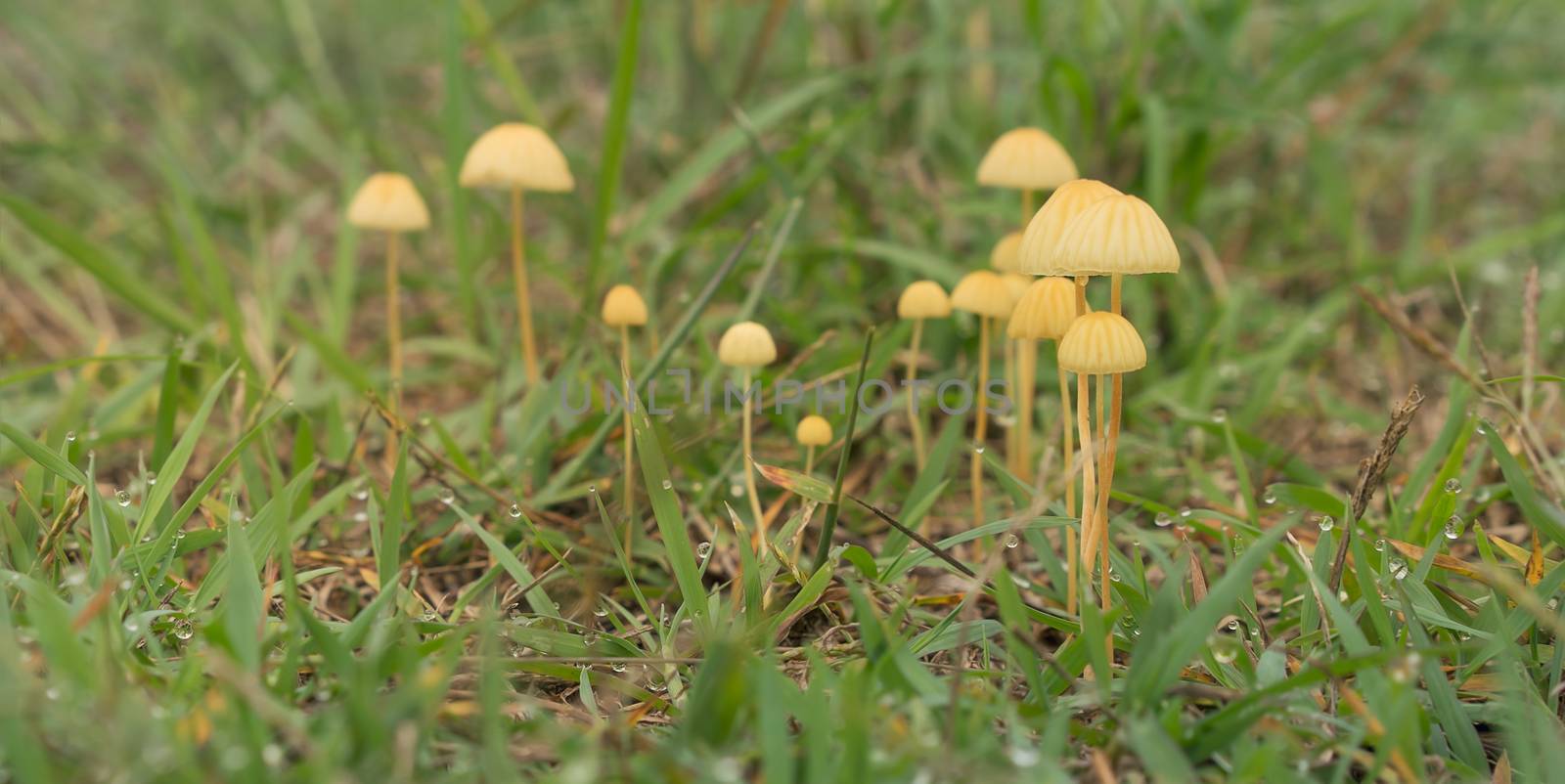 Yellow Mushrooms growing in wet green grass after rainy weather in Queensland Australia with raindrops