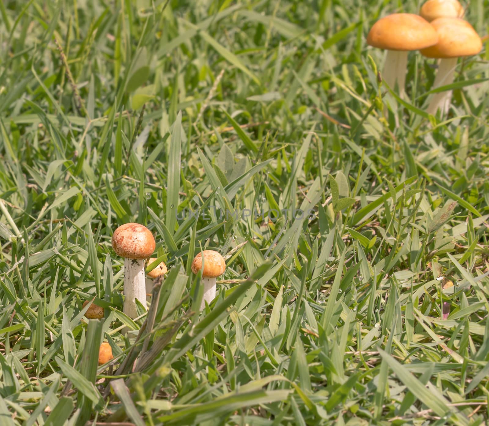 Orange  mushrooms in wet green grass after a rainy day for nature background